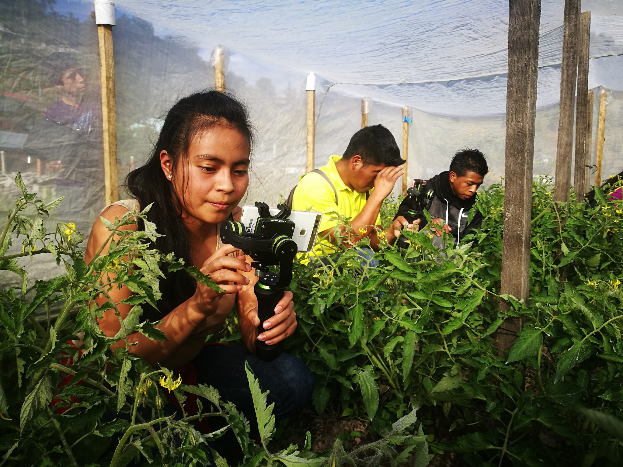 Designing for Youth Inclusion in Agriculture and Food Systems Projects - youth taking pictures of tomato plants (Photo: Making Cents) Designing for Youth Inclusion in Agriculture and Food Systems Projects - youth taking pictures of tomato plants (Photo: Making Cents)